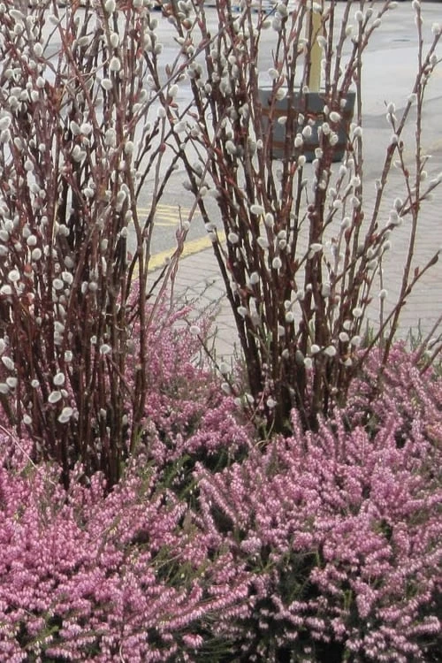 White Flowering Pussy Willow - Salix Caprea - 2 Gallon Pot 6 White Flowering Pussy Willow - Salix Caprea - 2 Gallon Pot - Image 4