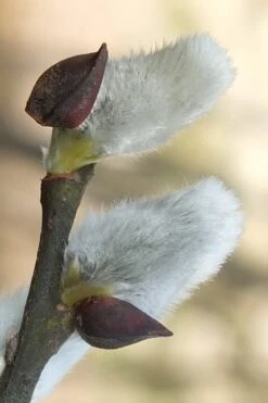 White Flowering Pussy Willow - Salix Caprea - 2 Gallon Pot 15 White Flowering Pussy Willow - Salix Caprea - 2 Gallon Pot -Wilson Bros Gardens Pussy Willow White 3
