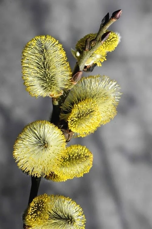 White Flowering Pussy Willow - Salix Caprea - 2 Gallon Pot 10 White Flowering Pussy Willow - Salix Caprea - 2 Gallon Pot - Image 8