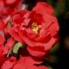 Iwai Nishiki Red Flowering Quince - 1 Gallon Pot -Wilson Bros Gardens Quince Iwai Nishiki 1