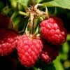 Heritage Raspberry - 6 Pack Of 1 Gallon Pots -Wilson Bros Gardens Raspberry Heritage 500x750 1