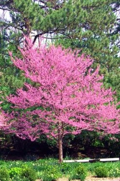 Carolina Sweetheart Eastern Redbud Tree - 5 Gallon Pot -Wilson Bros Gardens Redbud Carolina Sweetheart 14 1