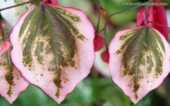 Carolina Sweetheart Eastern Redbud Tree - 5 Gallon Pot -Wilson Bros Gardens Redbud Carolina Sweetheart 9 1