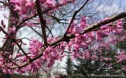 The Rising Sun Redbud Tree - 5 Gallon Pot -Wilson Bros Gardens Redbud Rising Sun 31