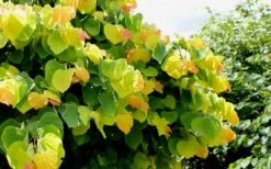 The Rising Sun Redbud Tree - 7 Gallon Pot (3-4') -Wilson Bros Gardens Redbud Rising Sun 33 1