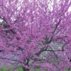 Eastern Redbud - 7 Gallon Pot -Wilson Bros Gardens Redbud Tree Eastern 500x750 1