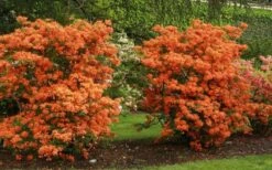 Gibraltar Azalea (Rhododendron) - 3 Gallon Pot -Wilson Bros Gardens Rhododendron Gibraltar 1