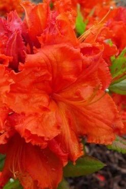 Gibraltar Azalea (Rhododendron) - 3 Gallon Pot -Wilson Bros Gardens Rhododendron Gibraltar 4