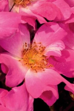 Pink Drift Groundcover Rose - 3 Gallon Pot -Wilson Bros Gardens Rose Drift Pink 20 1