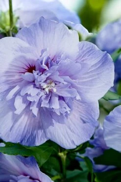 Blue Chiffon Rose Of Sharon - 5 Gallon Pot -Wilson Bros Gardens Rose Of Sharon Blue Chiffon 10