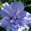 Blue Chiffon Rose Of Sharon - 5 Gallon Pot -Wilson Bros Gardens Rose Of Sharon Blue Chiffon 11
