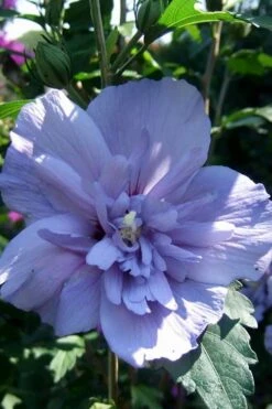 Blue Chiffon Rose Of Sharon - 5 Gallon Pot
