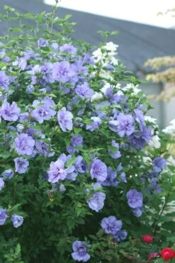 Blue Chiffon Rose Of Sharon - 5 Gallon Pot -Wilson Bros Gardens Rose Of Sharon Blue Chiffon 5
