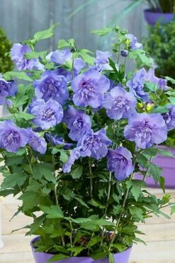 Blue Chiffon Rose Of Sharon - 5 Gallon Pot -Wilson Bros Gardens Rose Of Sharon BlueChiffon 6
