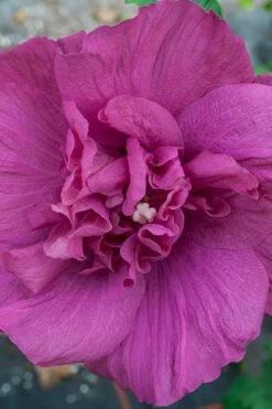 Magenta Chiffon Rose Of Sharon - Hibiscus Syriacus - 3 Gallon Pot -Wilson Bros Gardens Rose Of Sharon Magenta Chiffon 4