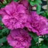 Magenta Chiffon Rose Of Sharon - Hibiscus Syriacus - 3 Gallon Pot -Wilson Bros Gardens Rose Of Sharon Magenta Chiffon 5