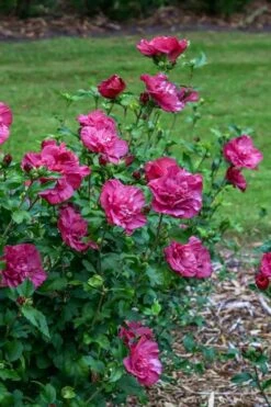 Magenta Chiffon Rose Of Sharon - Hibiscus Syriacus - 3 Gallon Pot -Wilson Bros Gardens Rose Of Sharon Magenta Chiffon 6