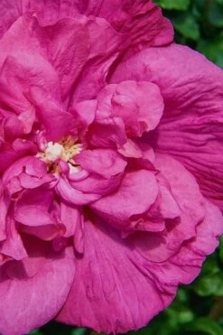 Magenta Chiffon Rose Of Sharon - Hibiscus Syriacus - 3 Gallon Pot -Wilson Bros Gardens Rose Of Sharon Magenta Chiffon 7