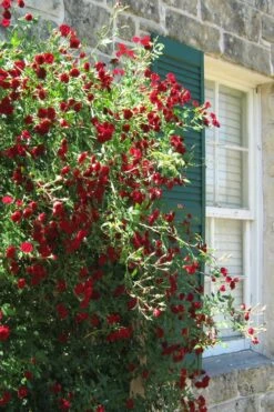 Red Cascade Miniature Climbing Rose - 2.5 Quart Pot -Wilson Bros Gardens Rose Red Cascade 10