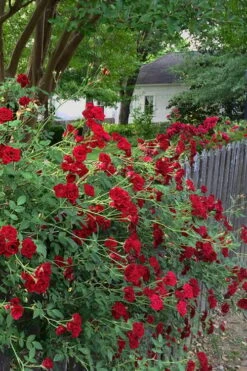 Red Cascade Miniature Climbing Rose - 2.5 Quart Pot -Wilson Bros Gardens Rose Red Cascade 11