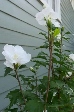 White Pillar Rose Of Sharon - 3 Gallon Pot -Wilson Bros Gardens Rose of Sharon White Pillar 5