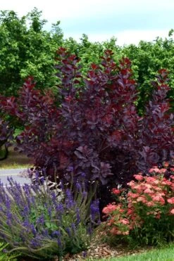 Royal Purple Smoke Tree (Smokebush) - 5 Gallon Pot - SALE 20 Royal Purple Smoke Tree (Smokebush) - 5 Gallon Pot - SALE -Wilson Bros Gardens SMoke Tree Royal Purple 20