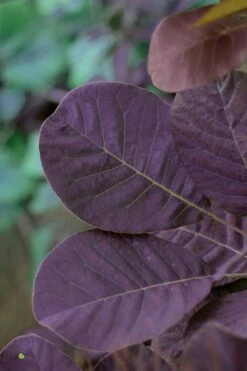 Royal Purple Smoke Tree (Smokebush) - 5 Gallon Pot - SALE 17 Royal Purple Smoke Tree (Smokebush) - 5 Gallon Pot - SALE -Wilson Bros Gardens SMoke Tree Royal Purple 22