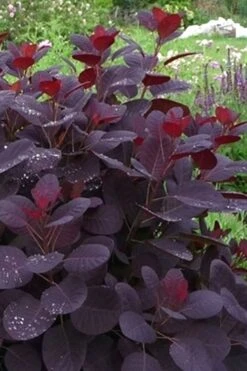 Royal Purple Smoke Tree (Smokebush) - 5 Gallon Pot - SALE 21 Royal Purple Smoke Tree (Smokebush) - 5 Gallon Pot - SALE -Wilson Bros Gardens Smoke Tree Royal Purple 11