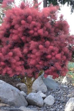 Royal Purple Smoke Tree (Smokebush) - 5 Gallon Pot - SALE 16 Royal Purple Smoke Tree (Smokebush) - 5 Gallon Pot - SALE -Wilson Bros Gardens Smoke Tree Royal Purple 12