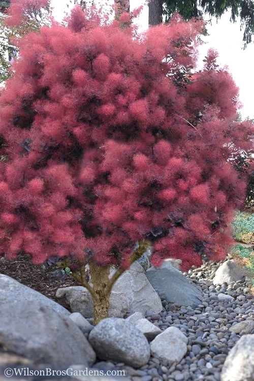 Royal Purple Smoke Tree (Smokebush) - 5 Gallon Pot - SALE 7 Royal Purple Smoke Tree (Smokebush) - 5 Gallon Pot - SALE - Image 5