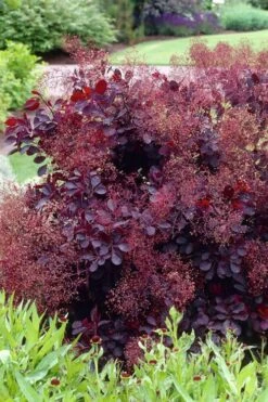Royal Purple Smoke Tree (Smokebush) - 5 Gallon Pot - SALE 18 Royal Purple Smoke Tree (Smokebush) - 5 Gallon Pot - SALE -Wilson Bros Gardens Smoke Tree Royal Purple 23
