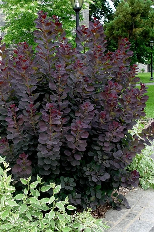 Royal Purple Smoke Tree (Smokebush) - 5 Gallon Pot - SALE 6 Royal Purple Smoke Tree (Smokebush) - 5 Gallon Pot - SALE - Image 4