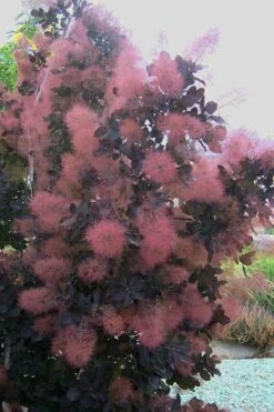Royal Purple Smoke Tree (Smokebush) - 5 Gallon Pot - SALE 19 Royal Purple Smoke Tree (Smokebush) - 5 Gallon Pot - SALE -Wilson Bros Gardens Smoke Tree Royal Purple 28