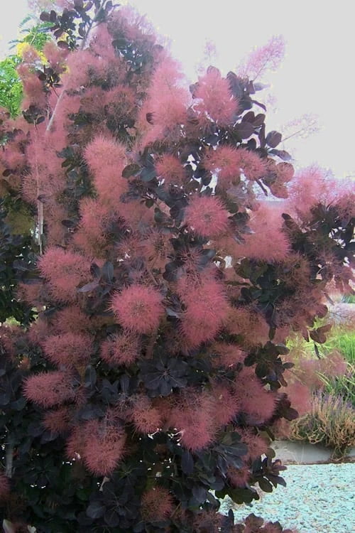 Royal Purple Smoke Tree (Smokebush) - 5 Gallon Pot - SALE 10 Royal Purple Smoke Tree (Smokebush) - 5 Gallon Pot - SALE - Image 8