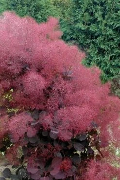 Royal Purple Smoke Tree (Smokebush) - 5 Gallon Pot - SALE