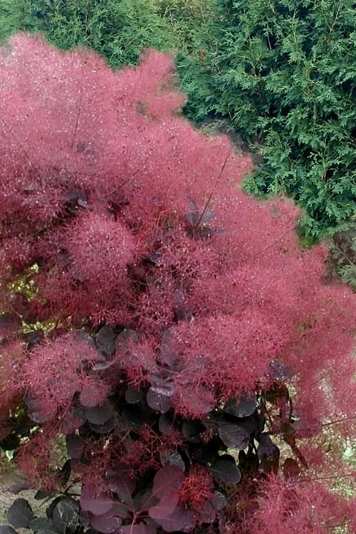 Royal Purple Smoke Tree (Smokebush) - 5 Gallon Pot - SALE 3 Royal Purple Smoke Tree (Smokebush) - 5 Gallon Pot - SALE