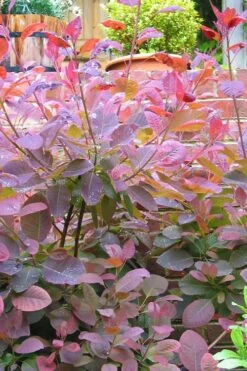 Grace Pink Flowering Smoke Tree - 5 Gallon Pot 15 Grace Pink Flowering Smoke Tree - 5 Gallon Pot -Wilson Bros Gardens Smoketree Grace 3 1