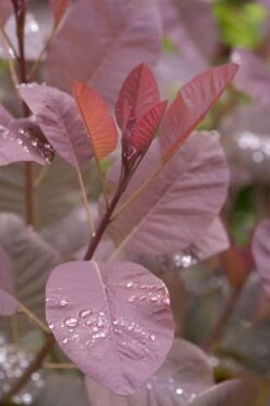 Grace Pink Flowering Smoke Tree - 5 Gallon Pot 13 Grace Pink Flowering Smoke Tree - 5 Gallon Pot -Wilson Bros Gardens Smoketree Grace 4 1