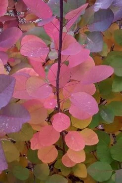 Grace Pink Flowering Smoke Tree - 5 Gallon Pot 14 Grace Pink Flowering Smoke Tree - 5 Gallon Pot -Wilson Bros Gardens Smoketree Grace Fall Color 5 1