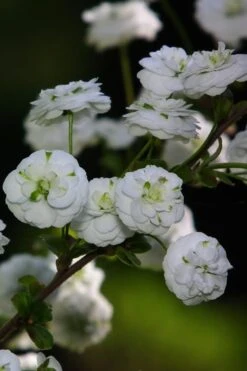 Plena Double Bridal Wreath Spirea (Spirea Prunifolia) - 3 Gallon Pot -Wilson Bros Gardens Spirea Bridal Wreath Plena 1