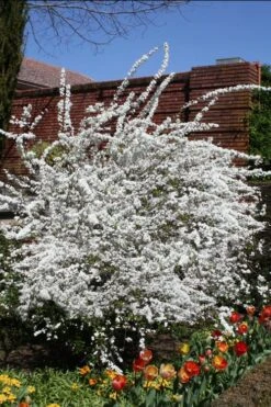 Plena Double Bridal Wreath Spirea (Spirea Prunifolia) - 3 Gallon Pot -Wilson Bros Gardens Spirea Bridal Wreath Plena 3