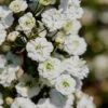 Plena Double Bridal Wreath Spirea (Spirea Prunifolia) - 3 Gallon Pot -Wilson Bros Gardens Spirea Bridal Wreath Plena 4