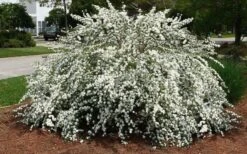 Reeves Bridal Wreath Spirea - 6 Pack Of 1 Gallon Pots -Wilson Bros Gardens Spirea Reeves 7