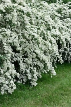 Reeves Bridal Wreath Spirea - 1 Gallon Pot -Wilson Bros Gardens Spirea Reeves 8 1