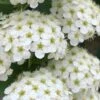 Reeves Bridal Wreath Spirea - 1 Gallon Pot