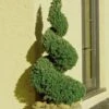 Spiral Dwarf Alberta Spruce Topiary - 5 Gallon Pot -Wilson Bros Gardens Spruce Dwarf Alberta Spiral Topiary 500x750 4