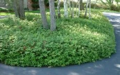 Creeping St Johns Wort - Hypericum Calycinum - 18 Pack Of Pint Pots -Wilson Bros Gardens St Johns Wort 1