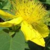 Creeping St Johns Wort - Hypericum Calycinum - 18 Pack Of Pint Pots -Wilson Bros Gardens St Johns Wort Creeping
