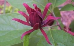 Sweetshrub (Carolina Allspice) - Calycanthus Floridus - 5 Gallon Pot -Wilson Bros Gardens Sweet Shrub