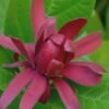 Sweetshrub (Carolina Allspice) - Calycanthus Floridus - 5 Gallon Pot -Wilson Bros Gardens Sweet Shrub Rev 500x750 1